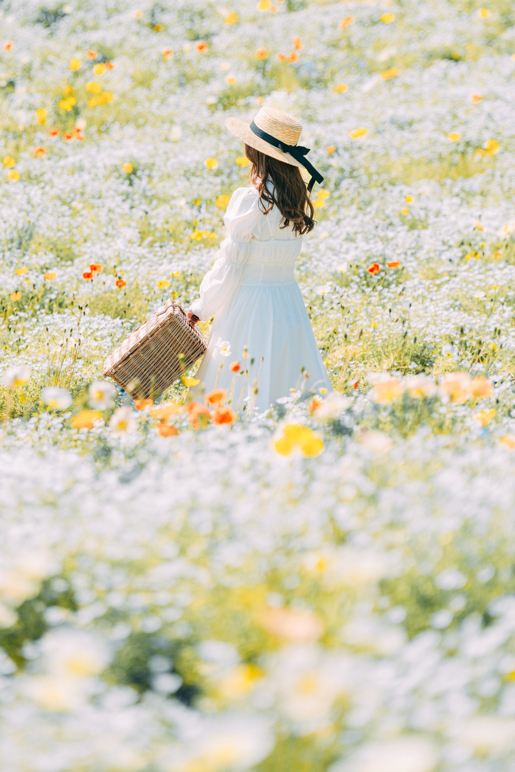 花の駅せら　白ネモフィラとポピー